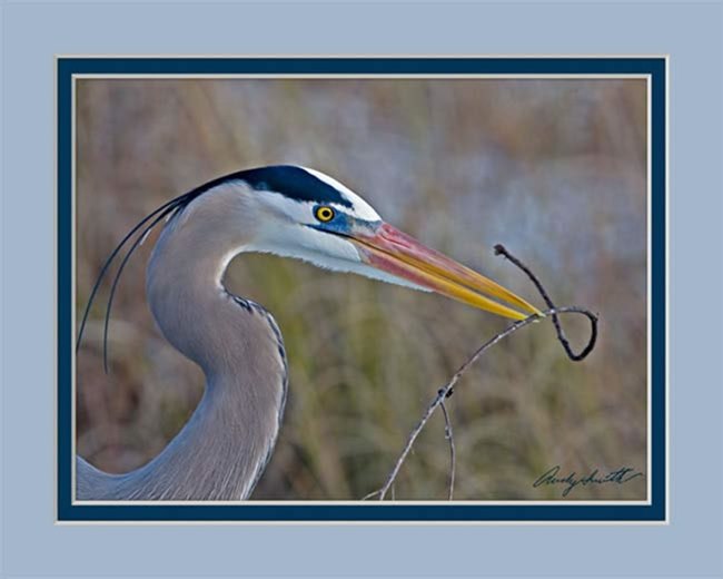 Great Blue Heron with Nesting Material